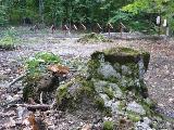„Cmentarz pod Pruskową wraca do pierwotnego stanu”