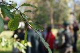 Dydaktyczny spacer po tradycyjnym sadzie owocowym w Cieklinie