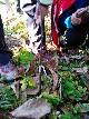 Dydaktyczny spacer po tradycyjnym sadzie owocowym w Cieklinie