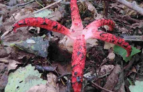 Okratek australijski Clathrus archeri (Berk.) Dring