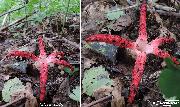 Okratek australijski Clathrus archeri (Berk.) Dring