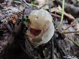 Okratek australijski Clathrus archeri (Berk.) Dring