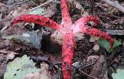 Okratek australijski Clathrus archeri (Berk.) Dring