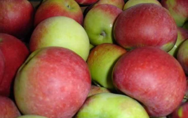 Darmowe jabłka dla mieszkańców Cieklina
